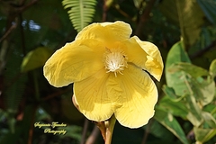Dillenia suffruticosa
