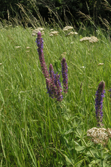 Salvia nemorosa