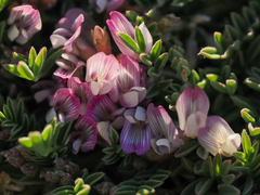 Astragalus lemmonii