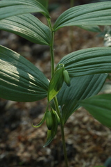 Polygonatum × desoulavyi