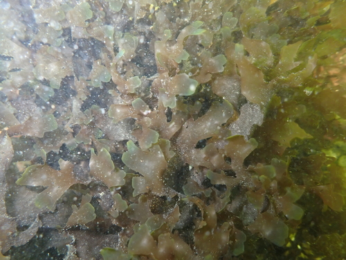 Dictyota binghamiae observed 2022-06-07