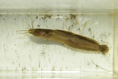 Sri Lanka Walking Catfish photo 3