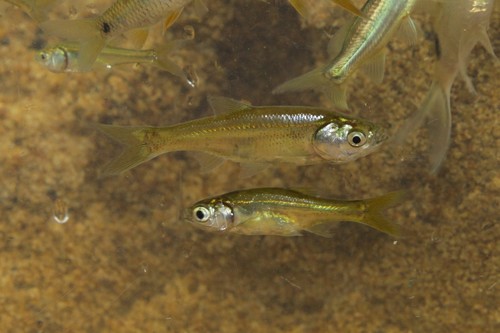 Attente karpertjes (Amblypharyngodon melettinus) — Cyprinidae