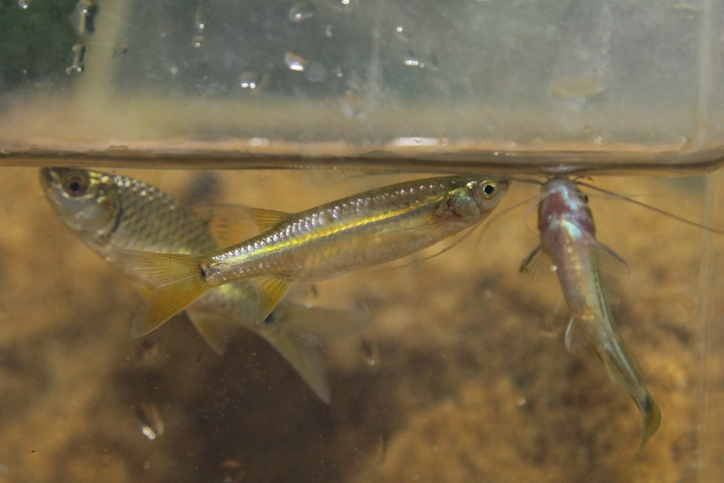 Flying Barb
