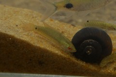 Pseudosphromenus cupanus