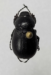 Phyllophaga epigaea