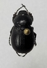 Phyllophaga epigaea - Photo (c) Ashley Schmitz, some rights reserved (CC BY-NC), uploaded by Ashley Schmitz