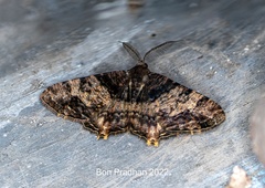 Sinameda basistrigaria