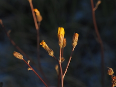 Pyrrocoma racemosa paniculata