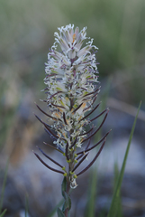 Thelypodium crispum