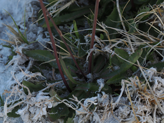 Pyrrocoma racemosa paniculata