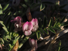 Astragalus lemmonii