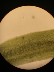 Fissidens grandifrons