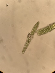 Fissidens grandifrons