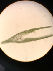 Fissidens grandifrons