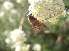 Stonemyia californica