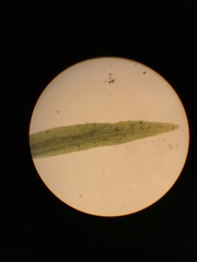 Fissidens grandifrons