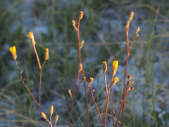 Pyrrocoma racemosa paniculata