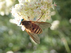 Stonemyia californica