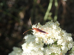 Neobellamira delicata