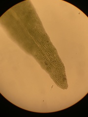 Fissidens grandifrons