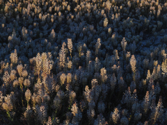Thelypodium crispum