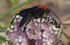 Notocyphus dorsalis dorsalis