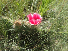 Opuntia polyacantha polyacantha