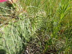 Opuntia polyacantha polyacantha