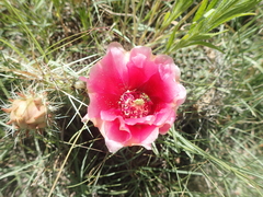 Opuntia polyacantha polyacantha