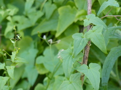 Maurandya barclayana