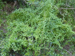 Maurandya barclayana