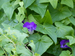 Maurandya barclayana