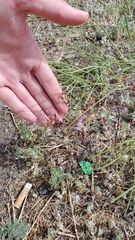 Lepidium perfoliatum