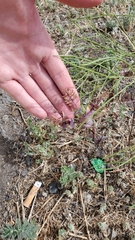 Lepidium perfoliatum