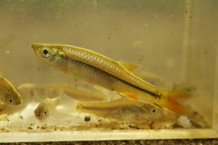 Rasbora microcephalus