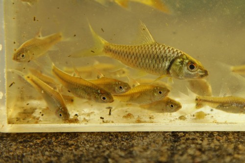 Dorsalis barb (Puntius dorsalis) — Cyprinidae