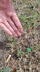 Lepidium perfoliatum