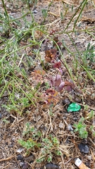 Lepidium perfoliatum