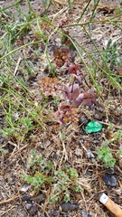 Lepidium perfoliatum