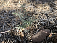 Astragalus brandegeei