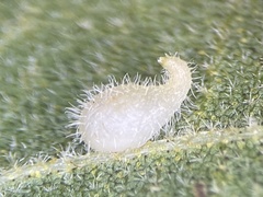 Caryomyia eumaris