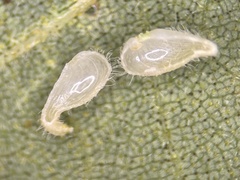 Caryomyia eumaris