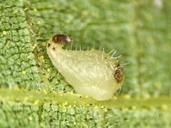 Caryomyia eumaris