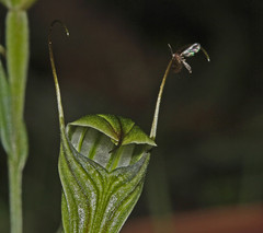 Pterostylis striata
