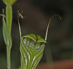 Pterostylis striata
