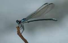 Bayadera brevicauda