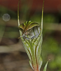 Pterostylis striata