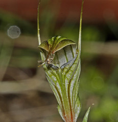 Pterostylis striata