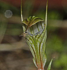Pterostylis striata